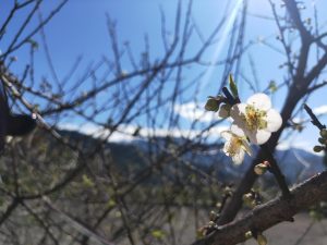 桃園寵物友善景點 山上陽光休閒農莊