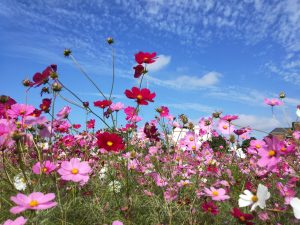桃園寵物友善景點 山上陽光休閒農莊