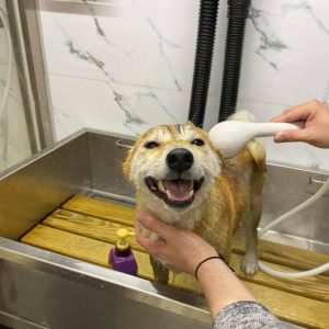 petsyoyo寵遊網－寵物友善預訂平台-寵物美容 毛嘟洽寵物自助洗