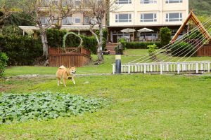 petsyoyo寵遊網-花蓮寵物友善民宿 花蓮海元素178民宿