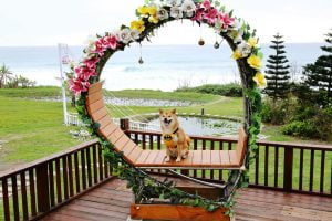 petsyoyo寵遊網-花蓮寵物友善民宿 花蓮海元素178民宿