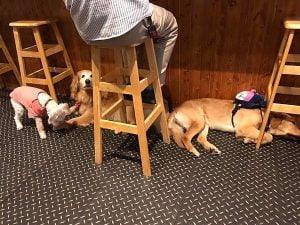 petsyoyo寵遊網-竹北寵物友善餐廳 私嚐串燒居酒屋 Ching-Yu 提供