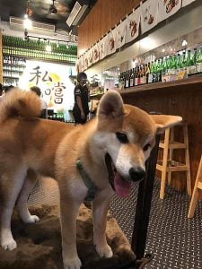 petsyoyo寵遊網-竹北寵物友善餐廳 私嚐串燒居酒屋 Ching-Yu 提供