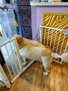 屏東市寵物友善餐廳 紫蘿蘭友善寵物餐廳