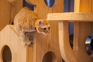 宜蘭礁溪寵物友善飯店-美嘉美大飯店