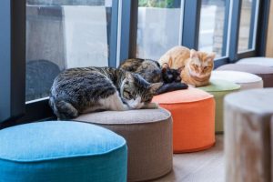 宜蘭礁溪寵物友善飯店-美嘉美大飯店