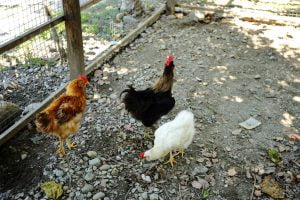 Petsyoyo寵遊網-花蓮寵物友善景點 華東牧場 小珊珊提供