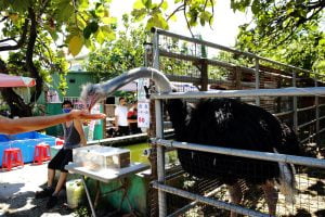 Petsyoyo寵遊網-花蓮寵物友善景點 華東牧場 小珊珊提供