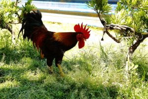 Petsyoyo寵遊網-花蓮寵物友善景點 華東牧場 小珊珊提供