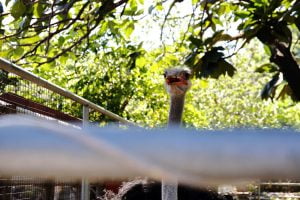 Petsyoyo寵遊網-花蓮寵物友善景點 華東牧場 小珊珊提供