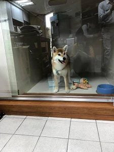 petsyoyo寵遊網-南投日月潭寵物友善住宿 雲品溫泉酒店 Yu Ching提供