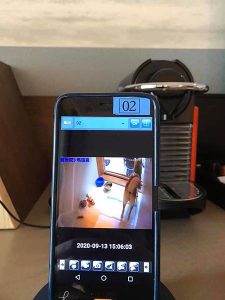 petsyoyo寵遊網-南投日月潭寵物友善住宿 雲品溫泉酒店 Yu Ching提供