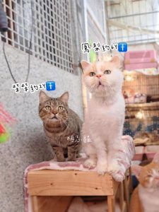 petsyoyo寵遊網-台中貓咪認養 寵物認養