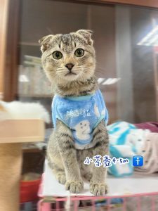 petsyoyo寵遊網-台中貓咪認養 寵物認養