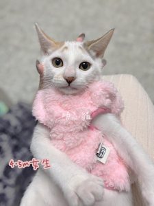 petsyoyo寵遊網-台中貓咪認養 寵物認養