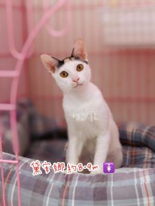 petsyoyo寵遊網-台中貓咪認養 寵物認養