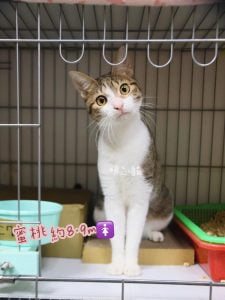 petsyoyo寵遊網-台中貓咪認養 寵物認養