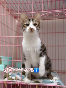 petsyoyo寵遊網-台中貓咪認養 寵物認養