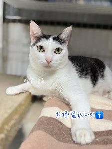 petsyoyo寵遊網-台中貓咪認養 寵物認養