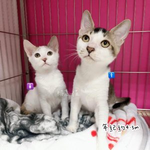 petsyoyo寵遊網-台中貓咪認養 寵物認養