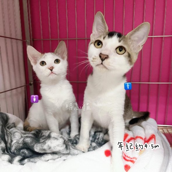 petsyoyo寵遊網-台中貓咪認養 寵物認養