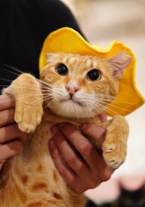 petsyoyo寵遊網-台南貓咪認養 寵物認養