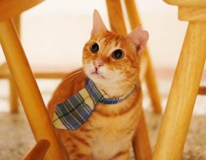 petsyoyo寵遊網-台南貓咪認養 寵物認養