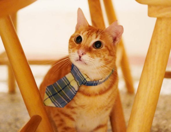 petsyoyo寵遊網-台南貓咪認養 寵物認養