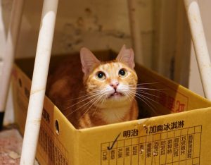 petsyoyo寵遊網-台南貓咪認養 寵物認養