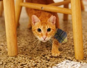 petsyoyo寵遊網-台南貓咪認養 寵物認養