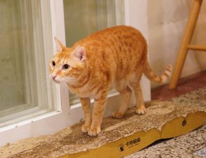 petsyoyo寵遊網-台南貓咪認養 寵物認養