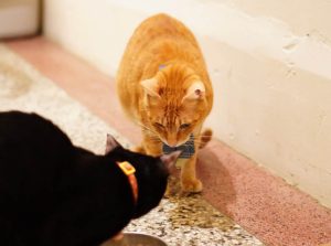 petsyoyo寵遊網-台南貓咪認養 寵物認養