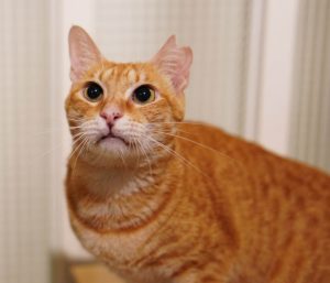 petsyoyo寵遊網-台南貓咪認養 寵物認養