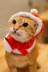 petsyoyo寵遊網-台南貓咪認養 寵物認養