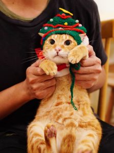 petsyoyo寵遊網-台南貓咪認養 寵物認養