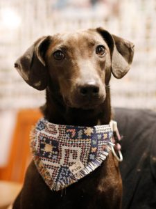 petsyoyo寵遊網-台北狗狗認養 寵物認養