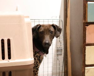 petsyoyo寵遊網-台北狗狗認養 寵物認養