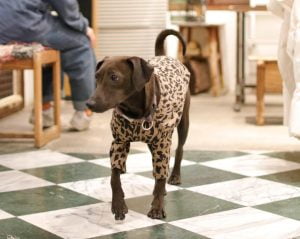 petsyoyo寵遊網-台北狗狗認養 寵物認養