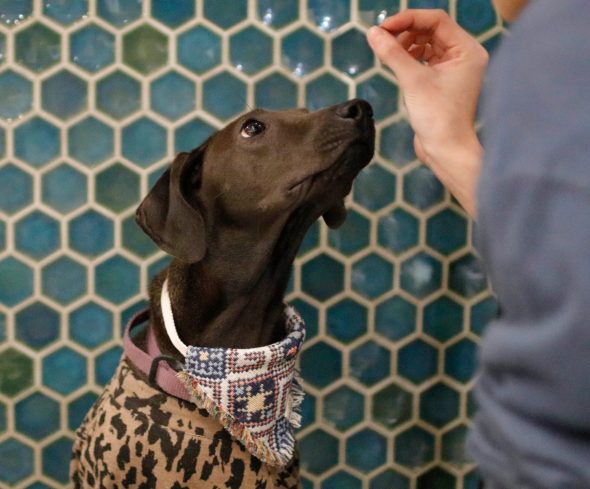 petsyoyo寵遊網-台北狗狗認養 寵物認養