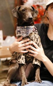 petsyoyo寵遊網-台北狗狗認養 寵物認養