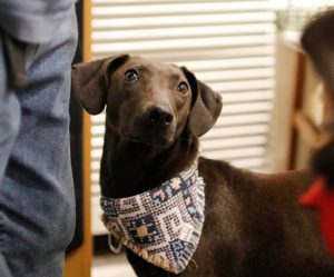 petsyoyo寵遊網-台北狗狗認養 寵物認養