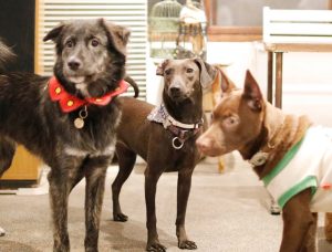 petsyoyo寵遊網-台北狗狗認養 寵物認養