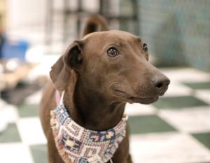 petsyoyo寵遊網-台北狗狗認養 寵物認養