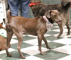 petsyoyo寵遊網-台北狗狗認養 寵物認養