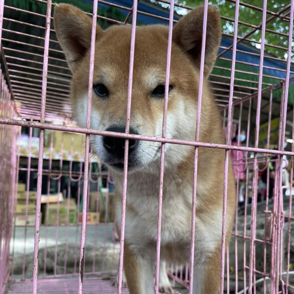 petsyoyo寵遊網-趙媽媽狗園 高雄狗狗認養 寵物認養