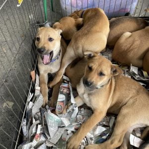 petsyoyo寵遊網-趙媽媽狗園 高雄狗狗認養 寵物認養