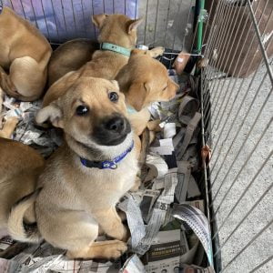 petsyoyo寵遊網-趙媽媽狗園 高雄狗狗認養 寵物認養