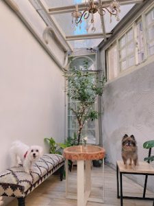 petsyoyo寵遊網-台北大安寵物友善餐廳 BonicaCafe