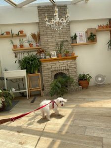 petsyoyo寵遊網-台北大安寵物友善餐廳 BonicaCafe