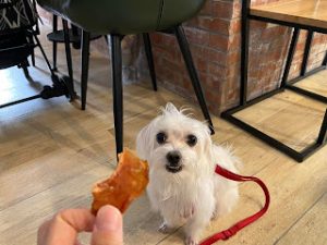 petsyoyo寵遊網-台北大安寵物友善餐廳 BonicaCafe